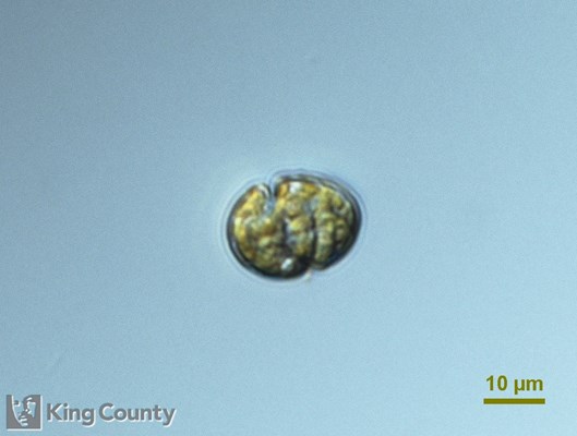 Photo of Karlodinium